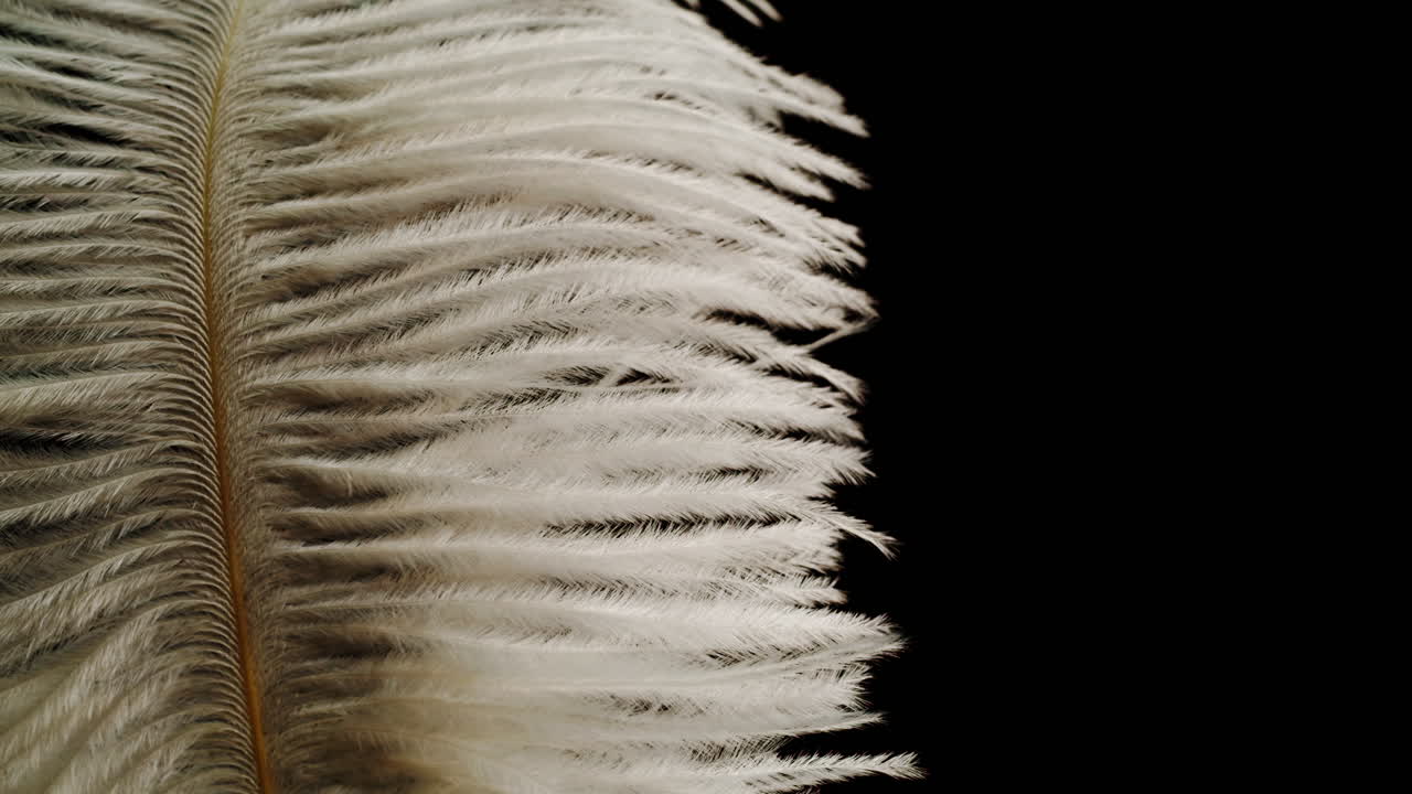Close-up of an Ostrich Feather