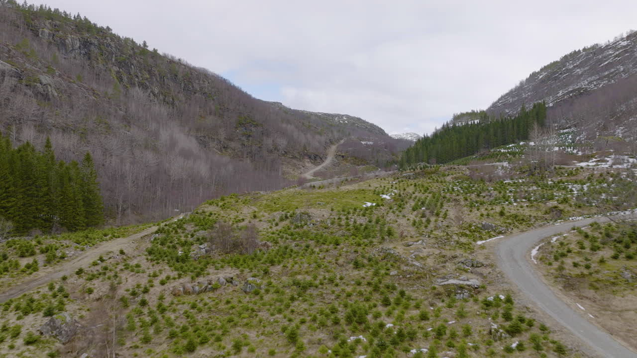 Piantagione di alberi di Natale sul fianco di una collina in una valle.