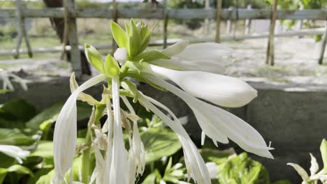 impresionante primer plano de una hermosa flor blanca del jardín español