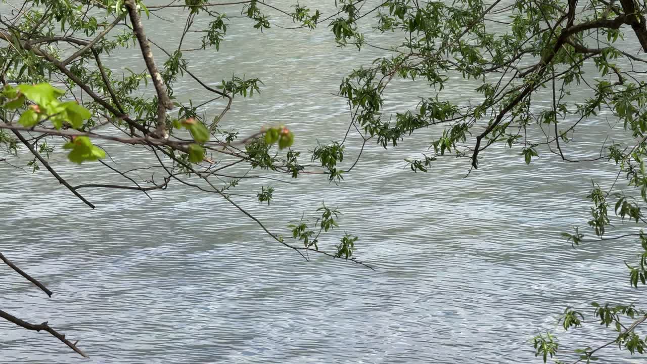 Water ripples lake surface calm nature outdoor tree branches green leaves