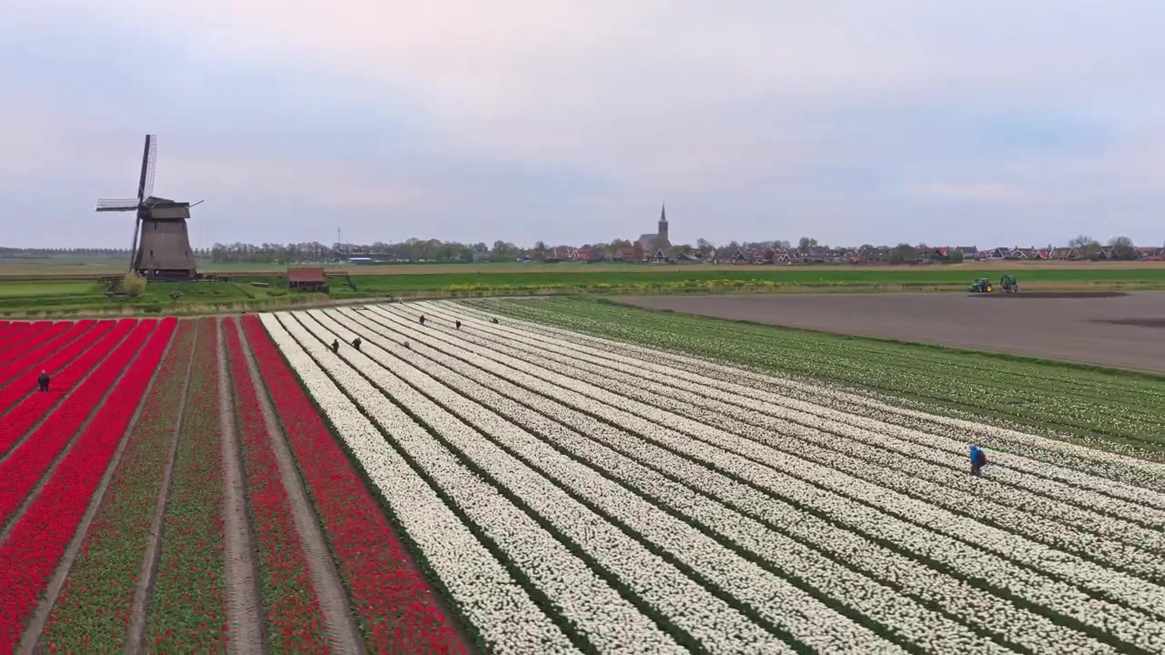 Luftfoto av fargerike tulipanåkre i Holland med vindmølle