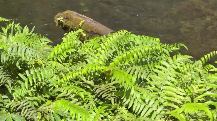 Lush Green Ferns Growing Beside a Flowing Forest Stream