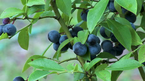 Wild blue berries growing on the bush