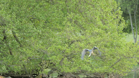 Garza-Encaramada-En-Un-árbol-Y-Volando