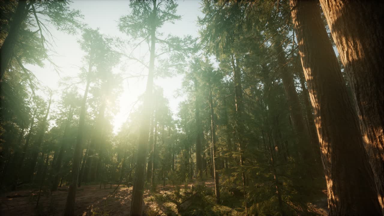 paisaje de puesta de sol brumosa del bosque de secuoya