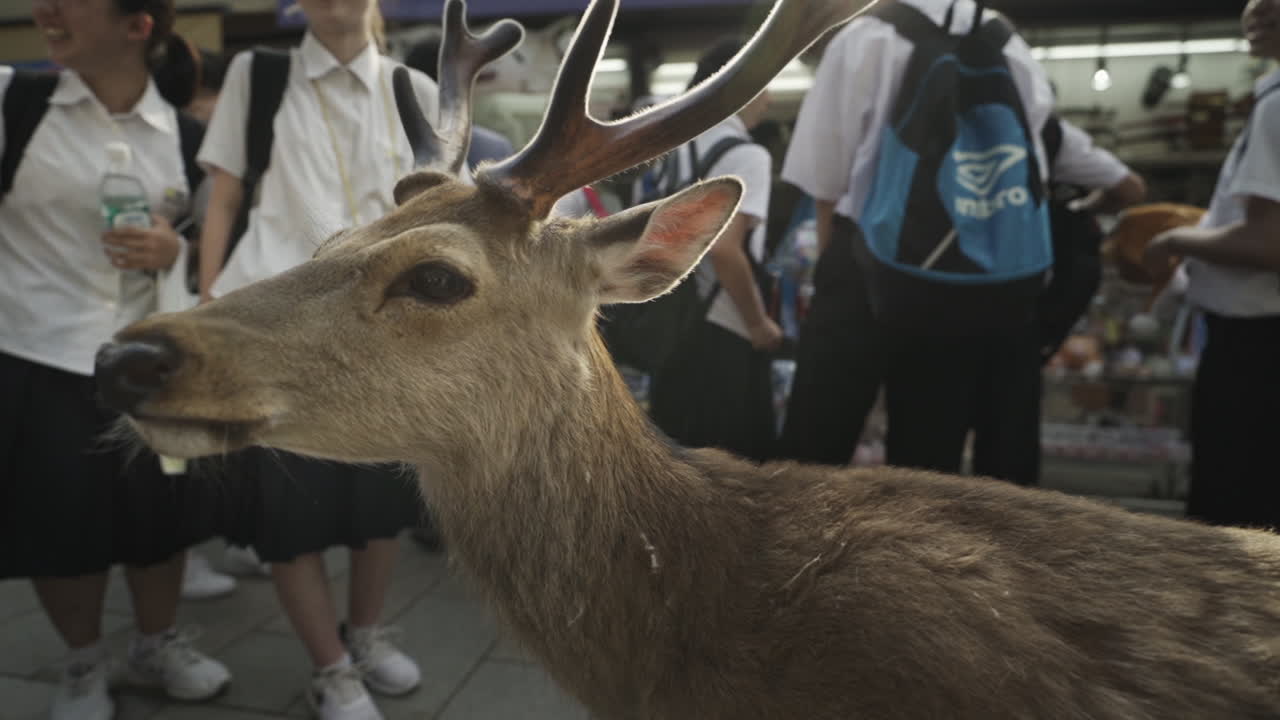 A lone fawn wanders through a street surrounded by tourists and pedestrians looking for food and startling a few children in Nara Park, Nara, Japan, medium track, slow motion.