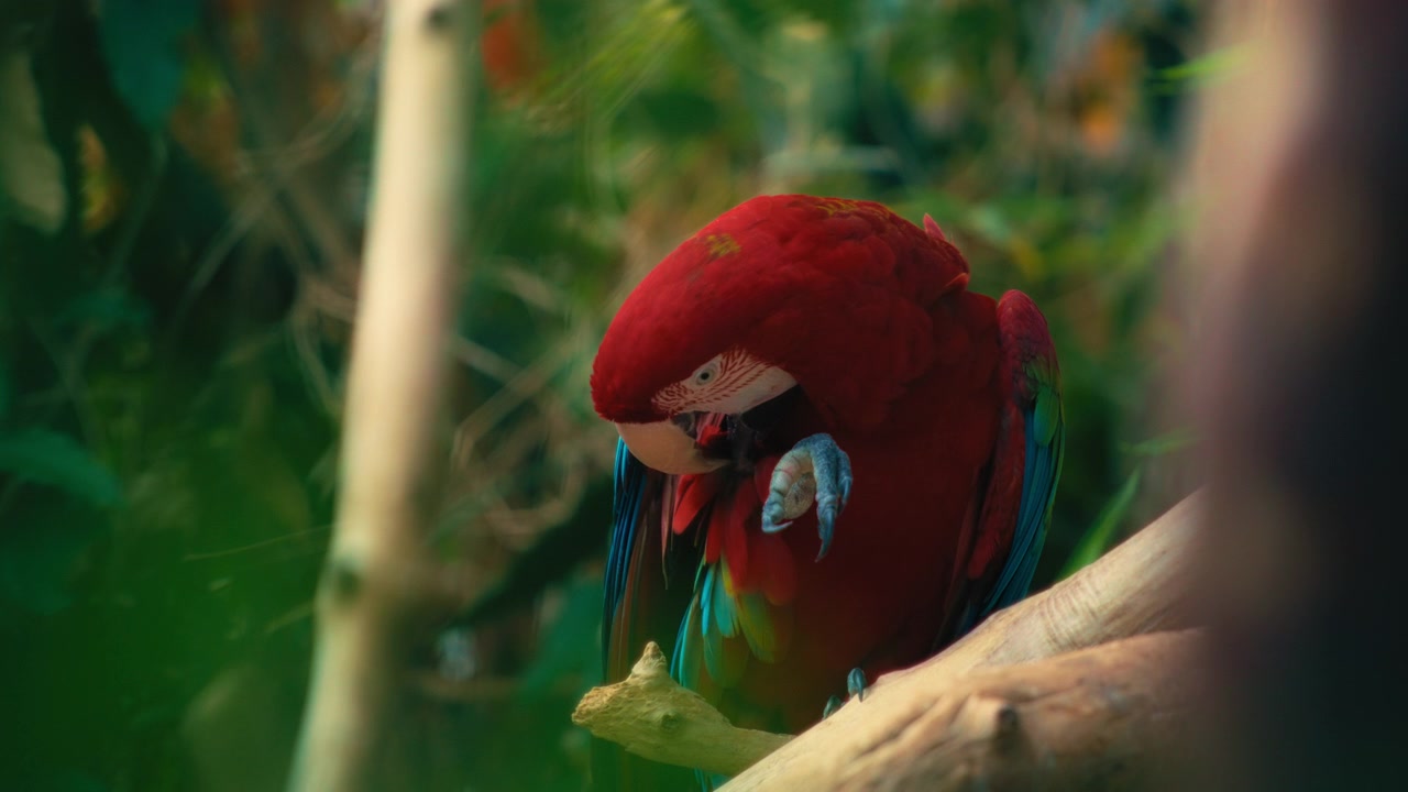 Primo piano di un'ara rossa e verde che si pulisce le piume nella foresta pluviale.