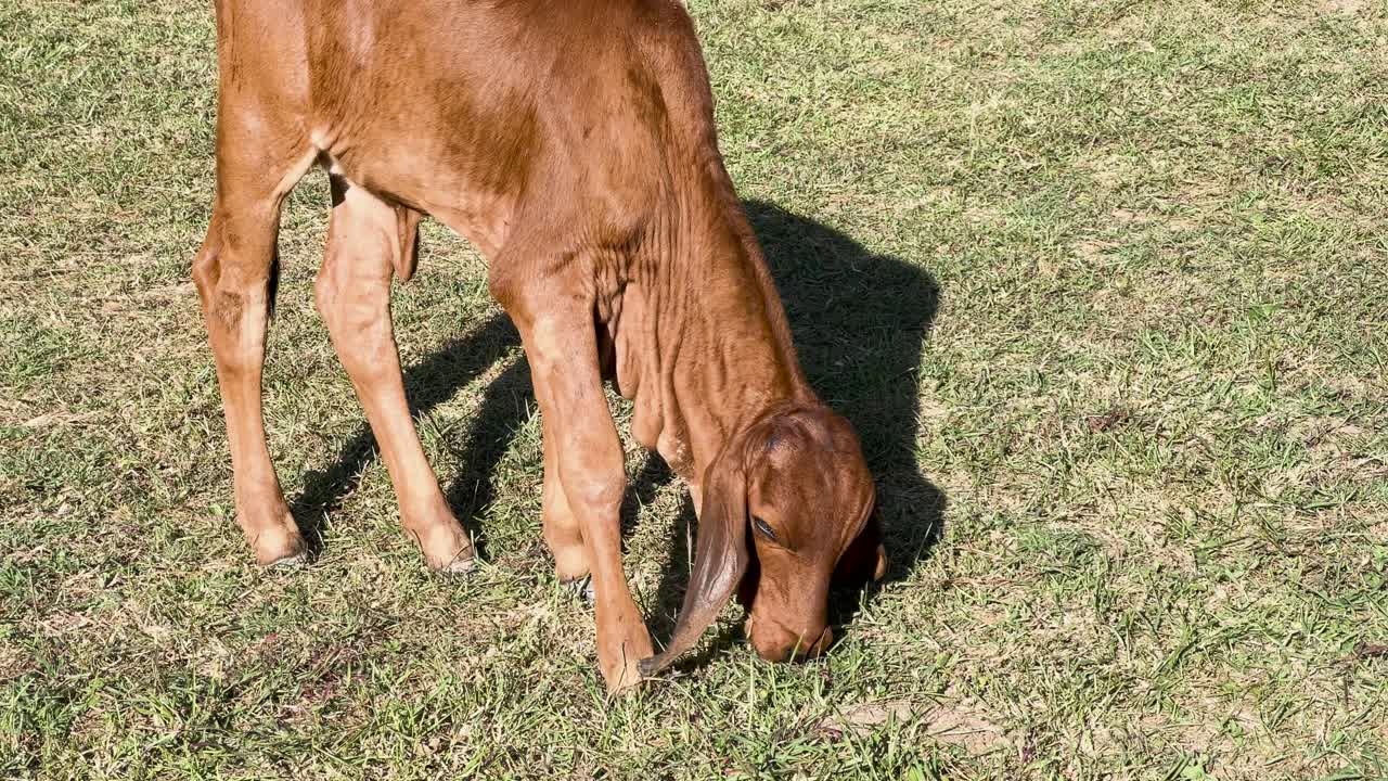 울창 한 초록 잔디 에 평화 로 풀 을 잡고 있는 소 들