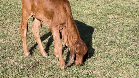 vacas pastando pacíficamente en la hierba verde exuberante