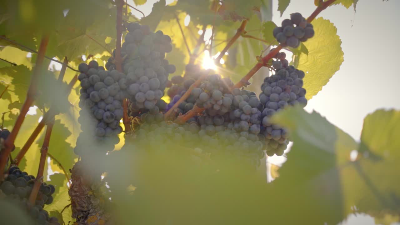 группа гроздей красного винограда на винограднике с солнечными бликами