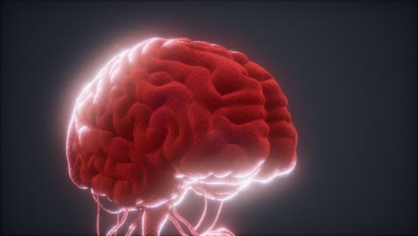 modelo animado del cerebro humano