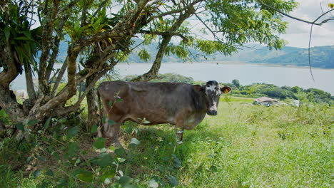 vaca pastando en pastizales abiertos en la fortuna - costa rica