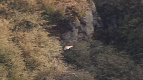 Andean-Condor-gliding-across-a-canyon-in-the-Andes-,-tracking-shot