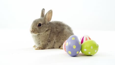 easter eggs and easter bunny