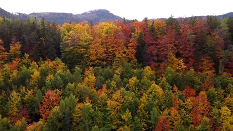 Hermoso-Bosque-Otoñal-En-Las-Montañas-Vista-Tranquila-De-Aves-Aéreas