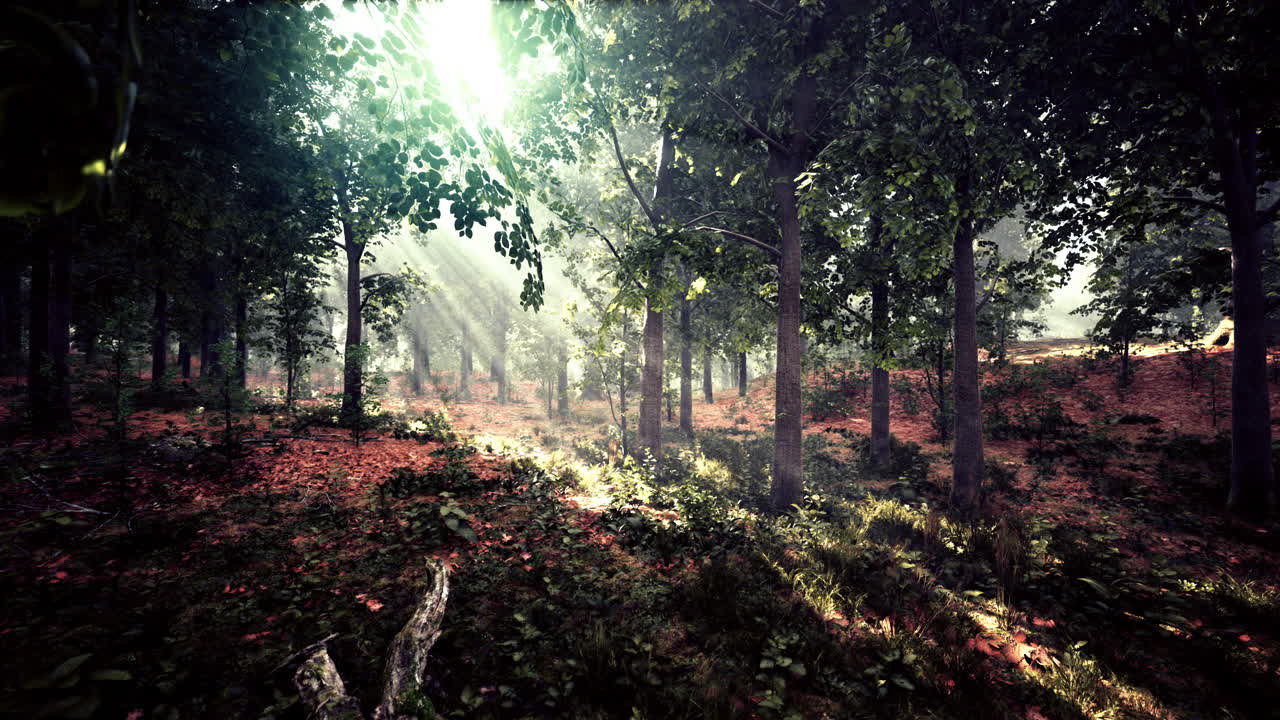 niebla de verano en el bosque