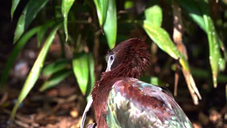 extreme close up shot of a glossy ibis, plegadis falcinellus perching under the sun, drying its wet feathers