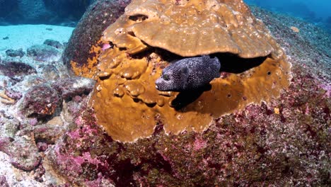 pufferfish in vanuatu under a large coral head