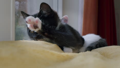 cute kitten resting on a blanket in front of a window, inside home with rain outside