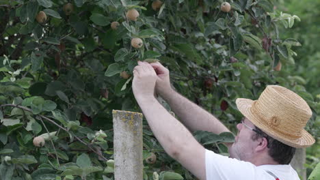 Jardinero-Revisando-El-Membrillo-Crudo-En-Verano