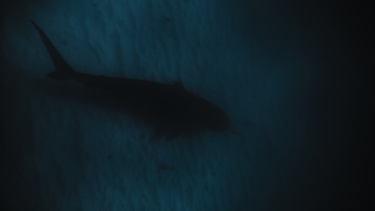 Vertical reef shark with long swaying tail fin at bottom of sandy ocean