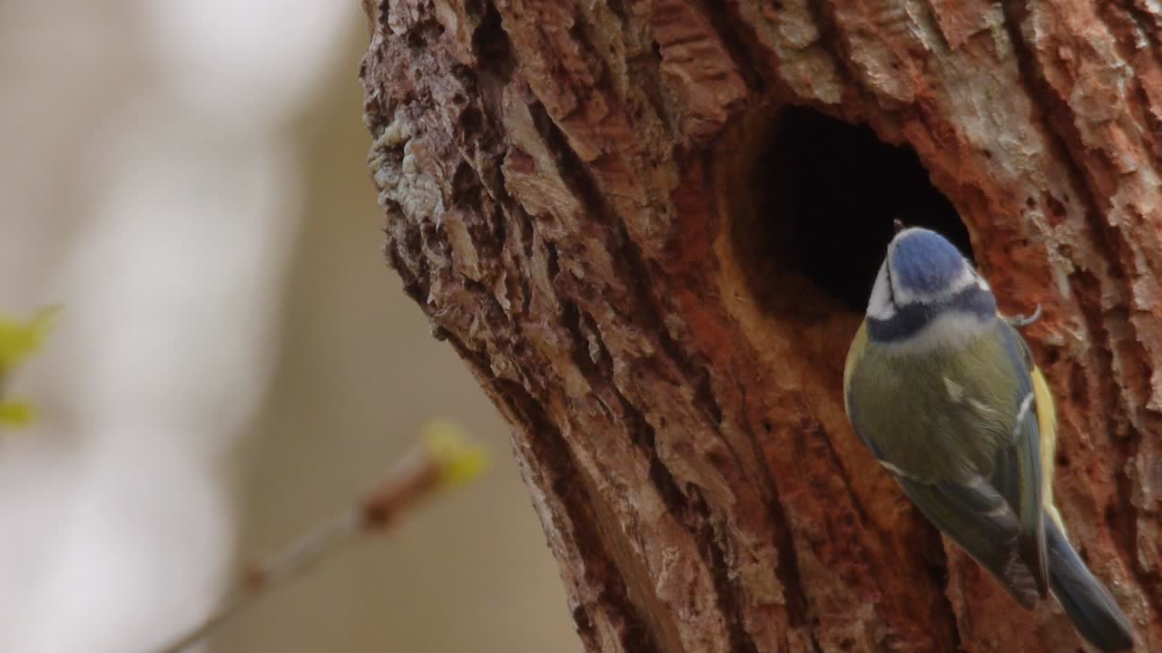 Close up of bird (bluetit) guarding nest in tree, looking around for danger