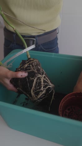repotamiento de una planta de interior