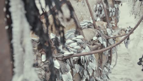 Cuban-Refugee-boat-rack-focus-seaweed-to-metal-hull