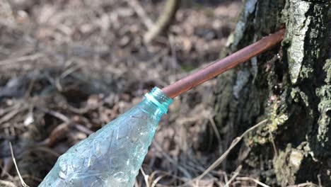 close up of healthy liquid birch water juice dropping from the sap of birch trees