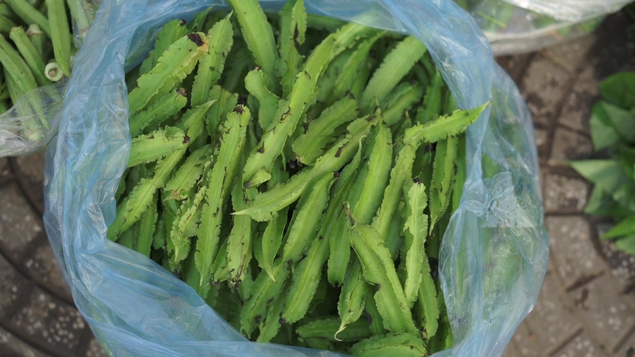 Fresh Winged Beans In Plastic Bag, Vietnamese Street Market Closeup Of Bright Green Produce Piled In Blue Bag, Vendor Stall On Cobblestone Pavement, Texture Details Of Ridged Pods, Organic