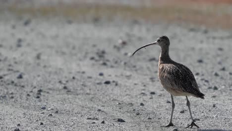 close up footage following a long billed curlew in monterey, california