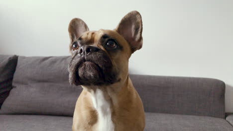 french bulldog face close-up