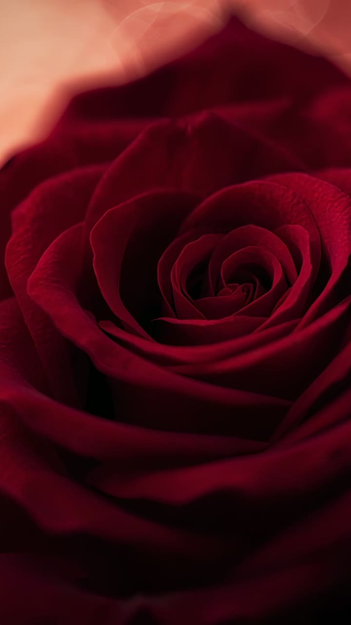 Video verticale: obiettivo macro in movimento che scansiona la spirale interna di una rosa in studio, mostrando petali vellutati