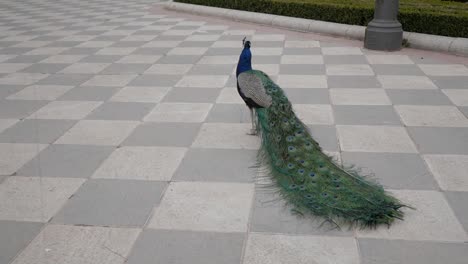 peacock shakes feathers and closed tail lying on tiled floor at garden, cecilio rodriguez, in retiro park, madrid