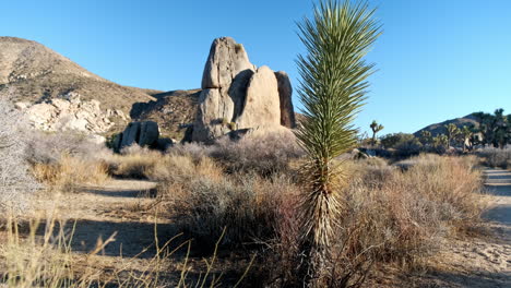 Desert-Vegetation,-Boulders-and-Brushes-in-Southern-California-Desert-in-the-Daytime