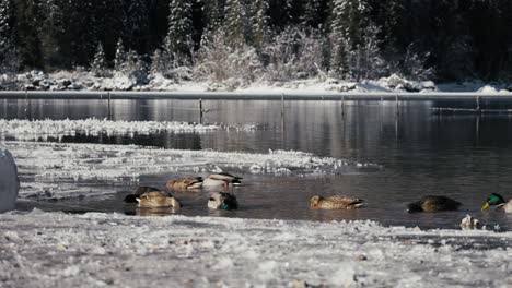 Erleben-Sie-Den-Ruhigen-Charme-Des-Fusine-Sees,-Während-Enten-Anmutig-Seine-Gewässer-Erkunden