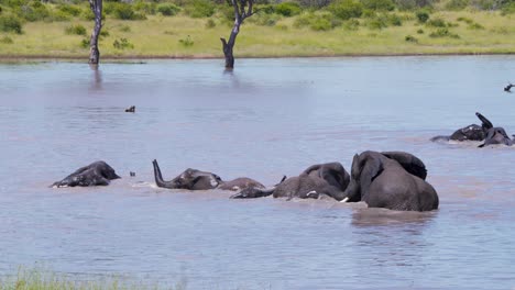 manada de elefantes africanos disfrutando de refrescarse en el agua del lago de la sabana