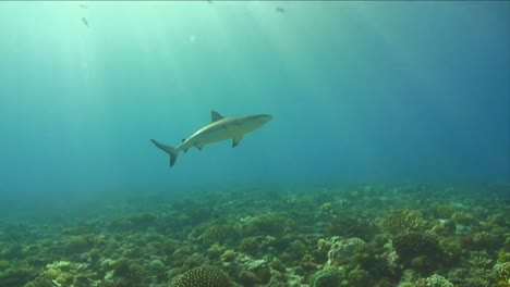 Under-Water-Stock-Footage