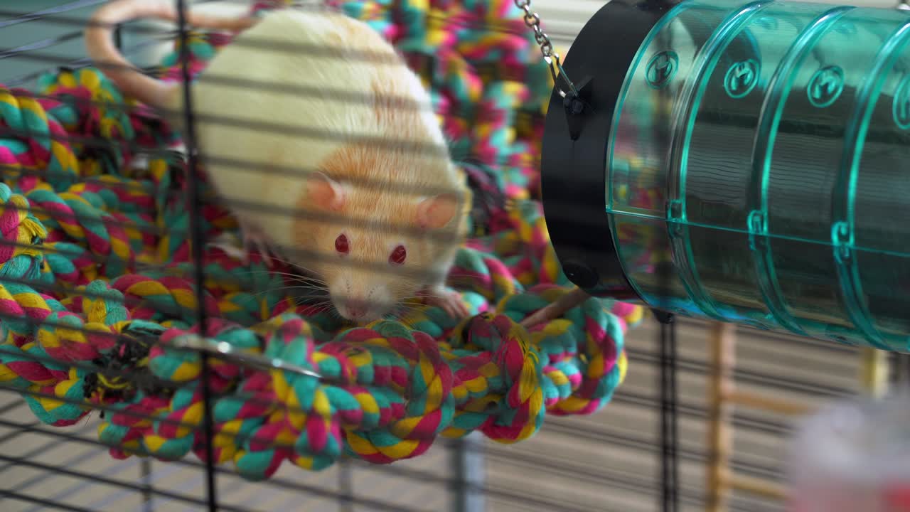 Rat in cage on colored hammock