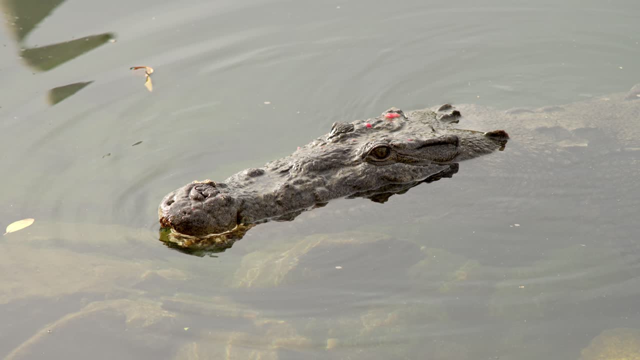 fotografía en cámara lenta de un cocodrilo nadando fuera del agua en méxico