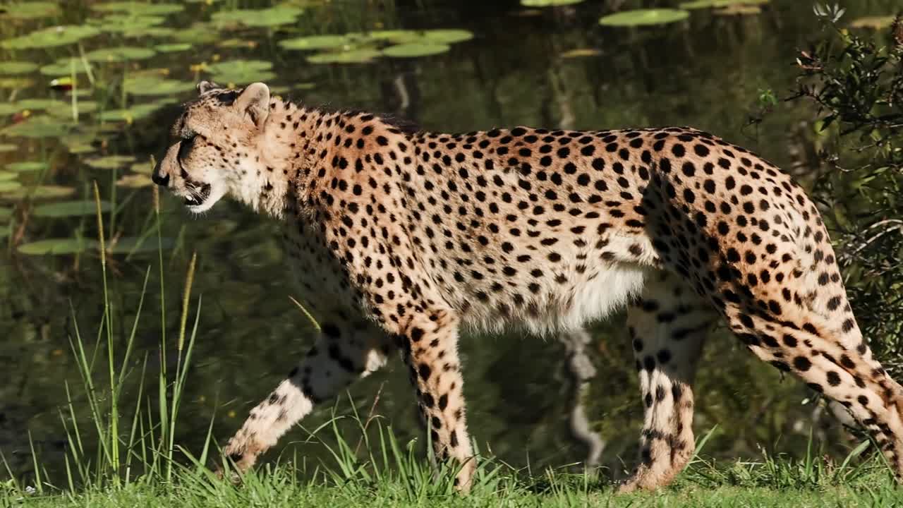 A cheetah gracefully walks by dense foliage, showcasing its spotted fur and elegant movement.
