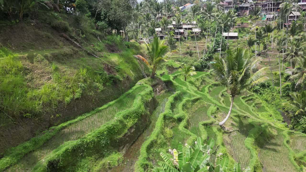 vuelo verde soleado a lo largo de hermosos campos de terraza de arroz empinados en bali