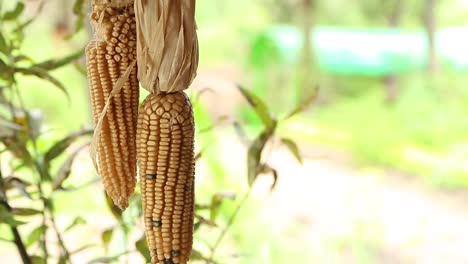 three-cobs-hanging-on-green-field-out-of-focus