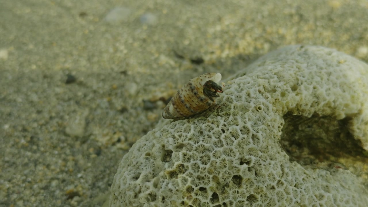 Close-up of a Hermit Crab Emerging from its Seashell on Coral