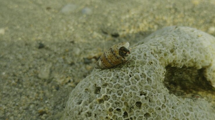 Close-up of a Hermit Crab Emerging from its Seashell on Coral