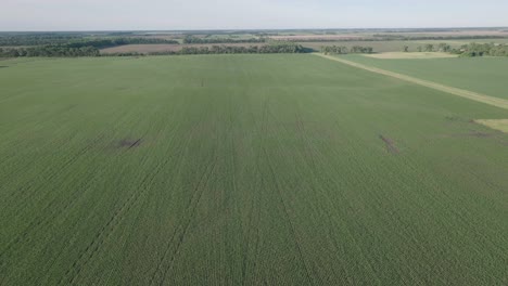 Aerial-pull-back-shot-of-long-green-fields-during-summer-afternoon