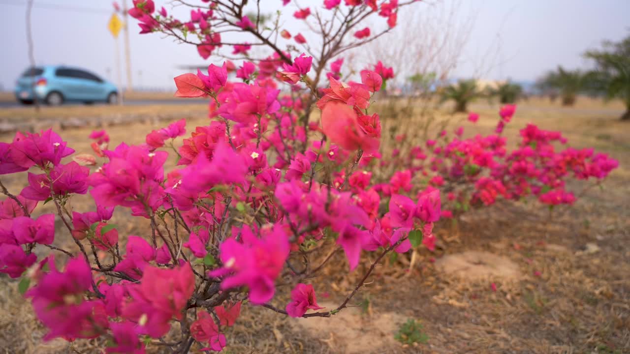 뜨거운 분홍색 종이 꽃 덤불이 바람에 불어 길 근처의 개방된 공원에서