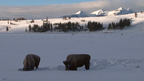 bison buffalo graze and walk in yellowstone national park in winter 4