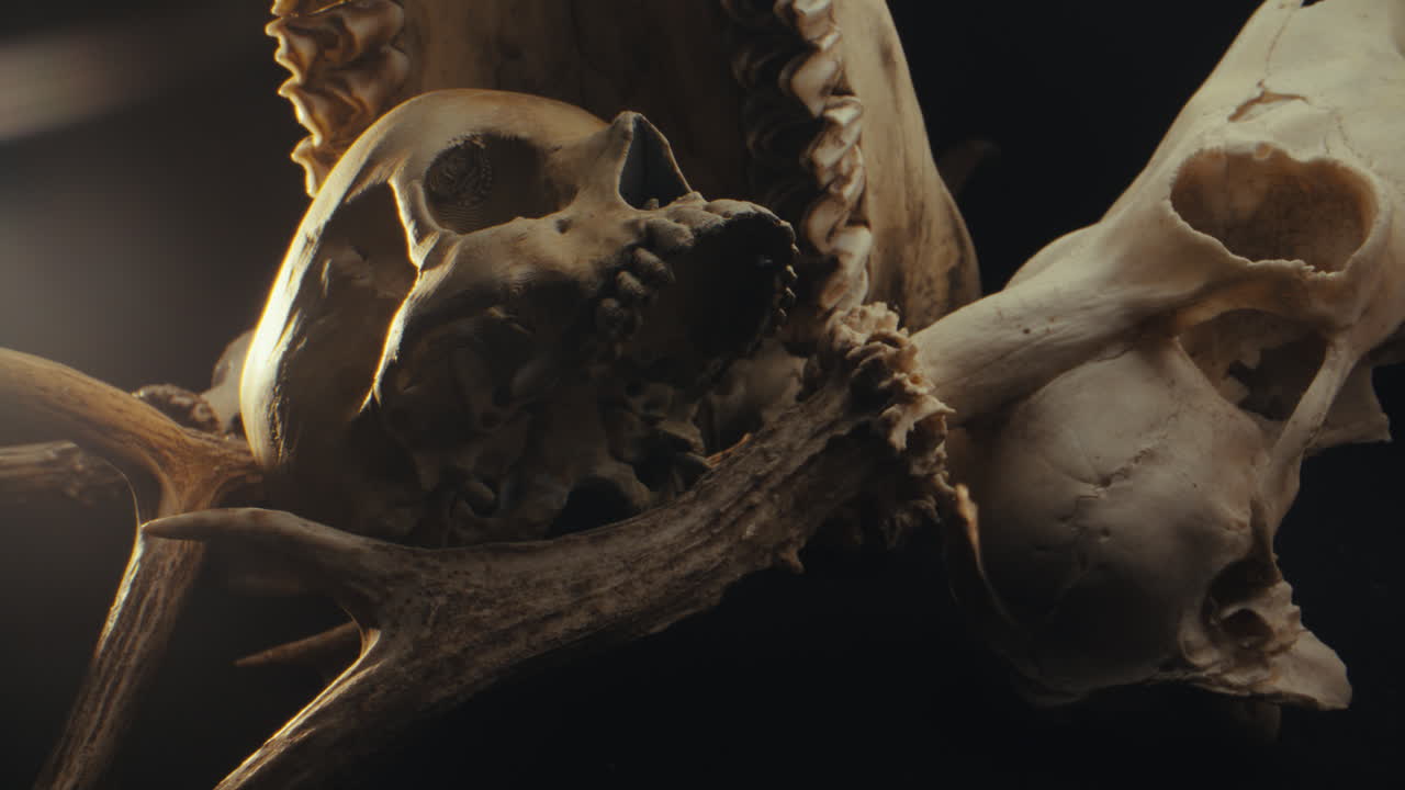 Skull and Antlers Display