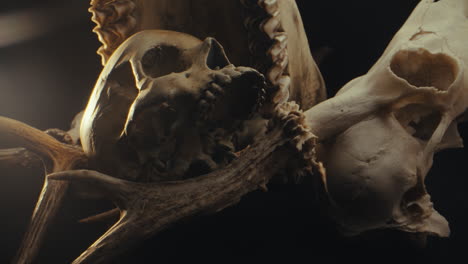 skull and antlers display